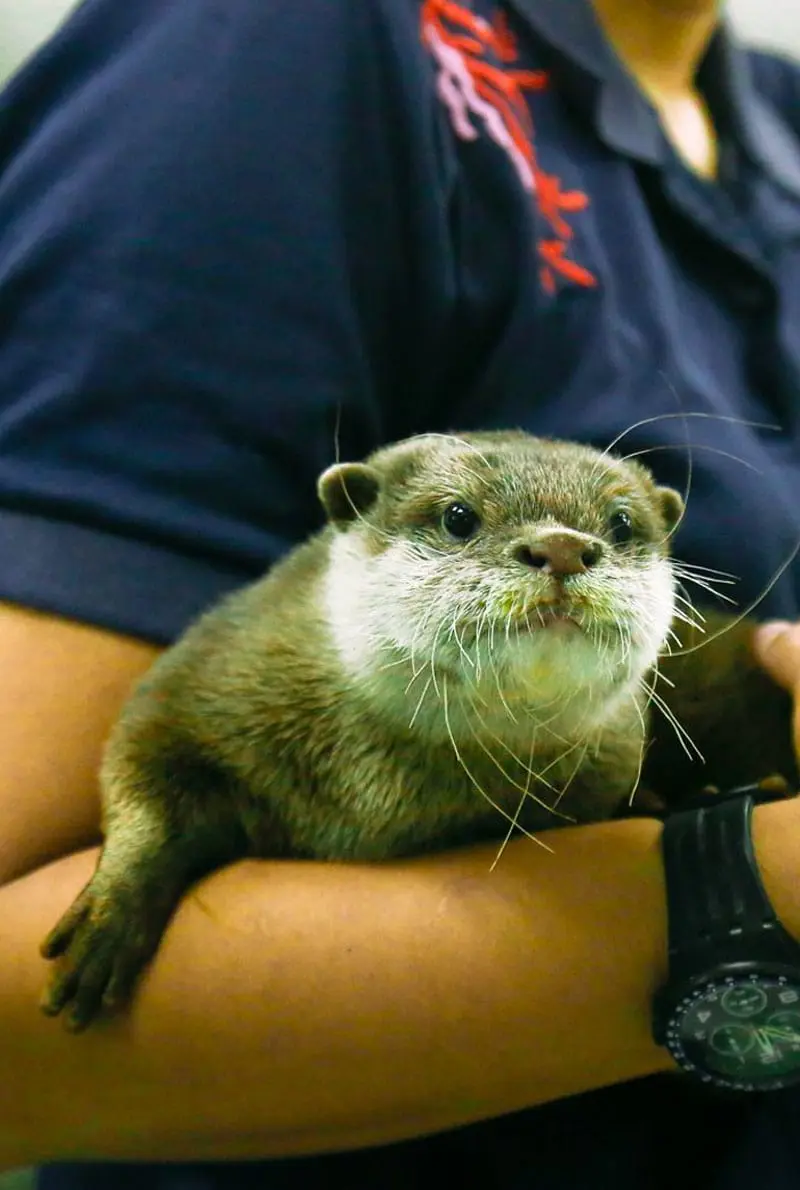 Dubai Aquarium And Underwater Zoo Otter Encounter — photo 1 of 8