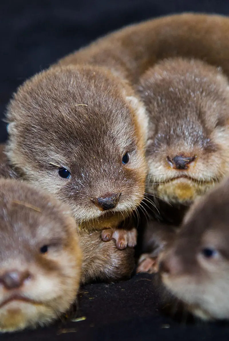 Dubai Aquarium And Underwater Zoo Otter Encounter — photo 3 of 8