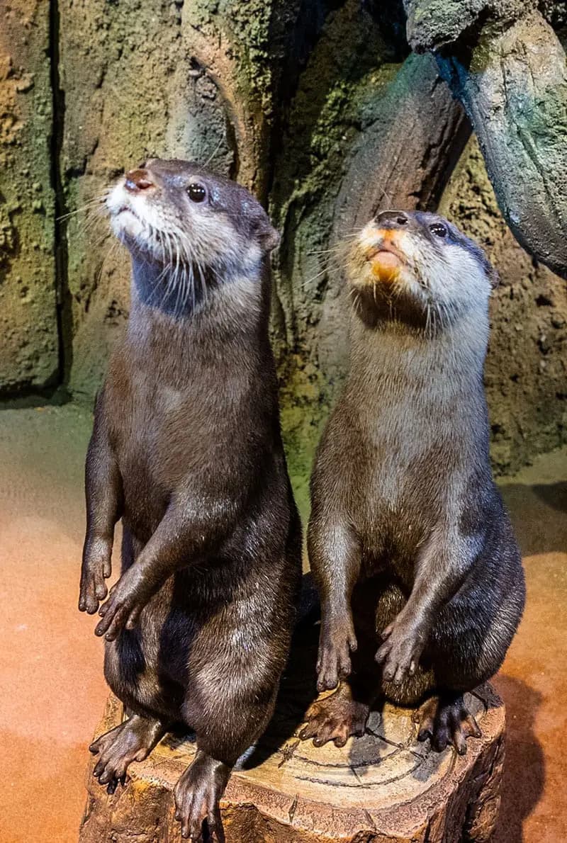 Dubai Aquarium And Underwater Zoo Otter Encounter — photo 4 of 8