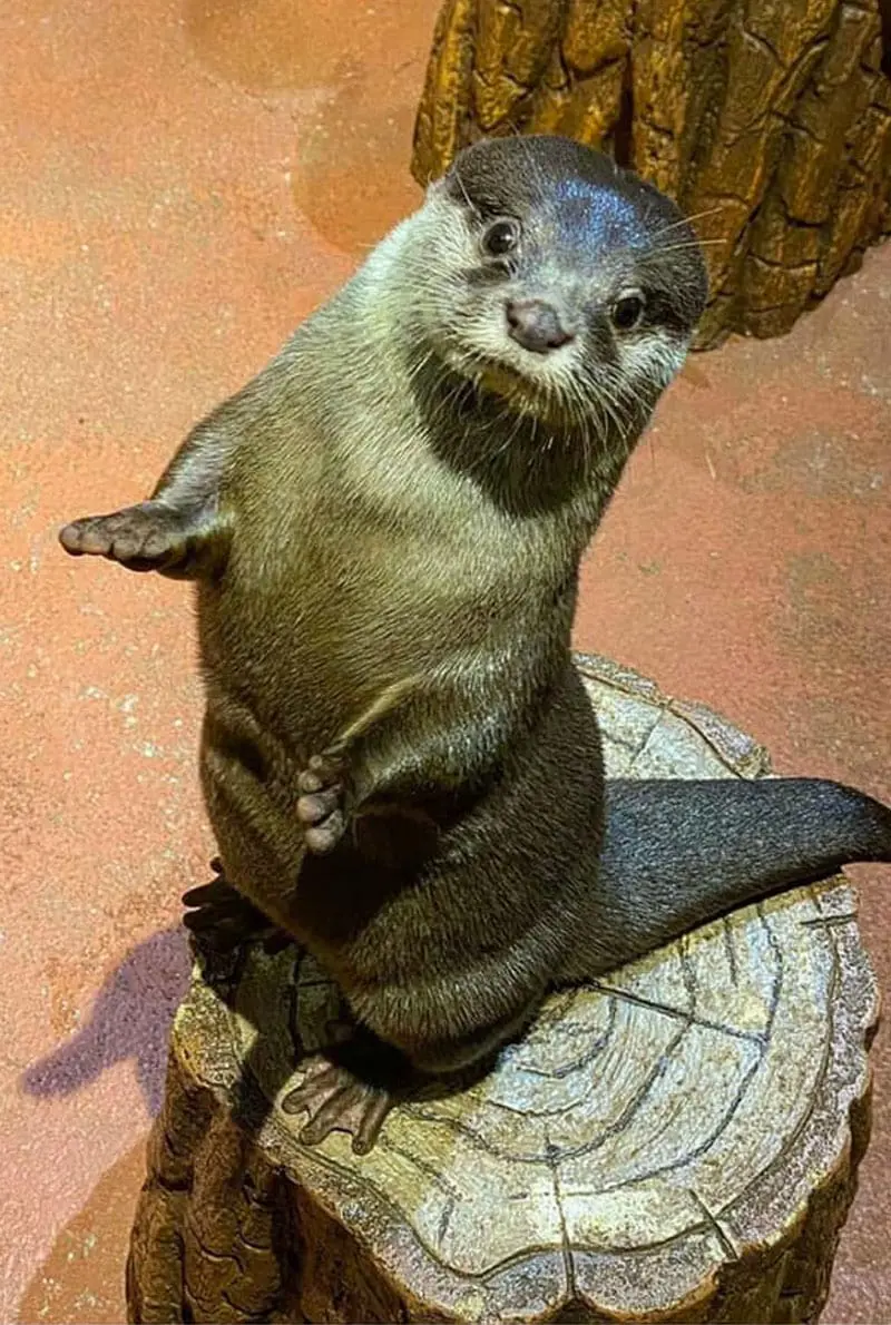 Dubai Aquarium And Underwater Zoo Otter Encounter — photo 5 of 8