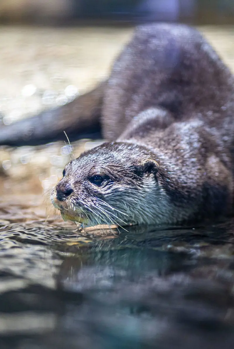 Dubai Aquarium And Underwater Zoo Otter Encounter — photo 6 of 8