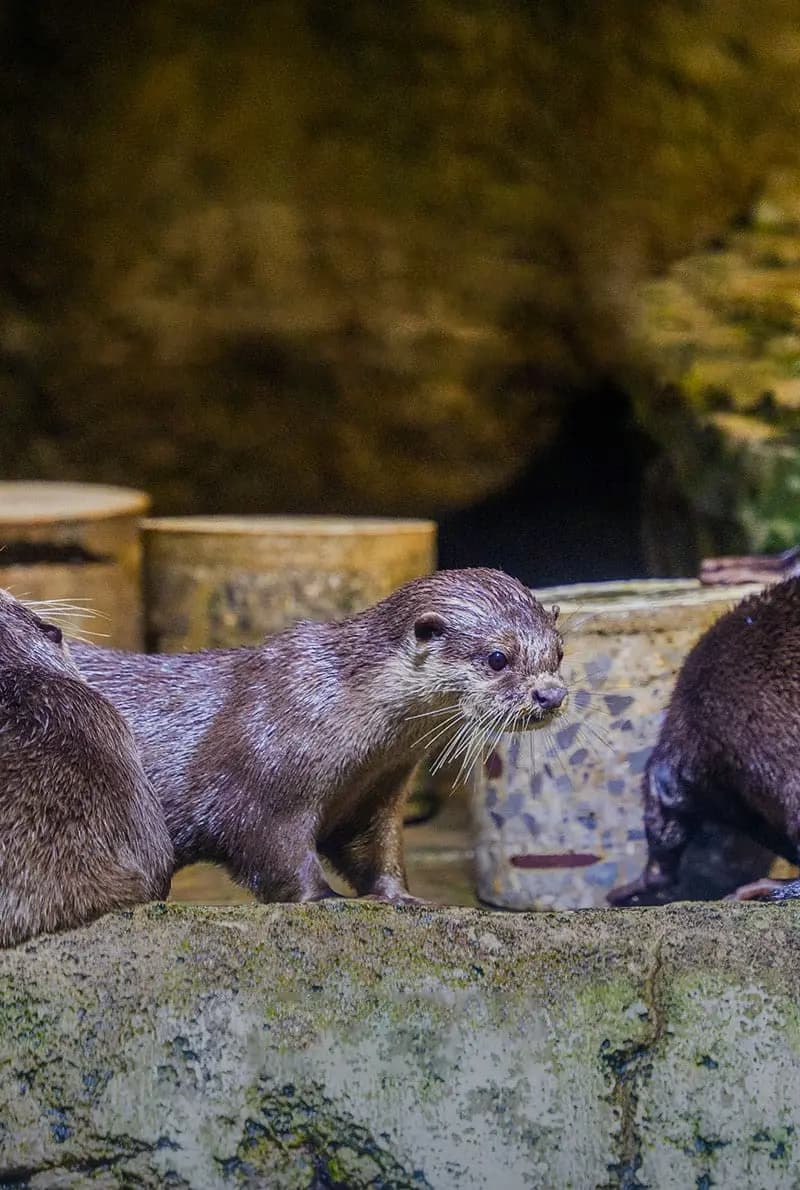 Dubai Aquarium And Underwater Zoo Otter Encounter — photo 7 of 8