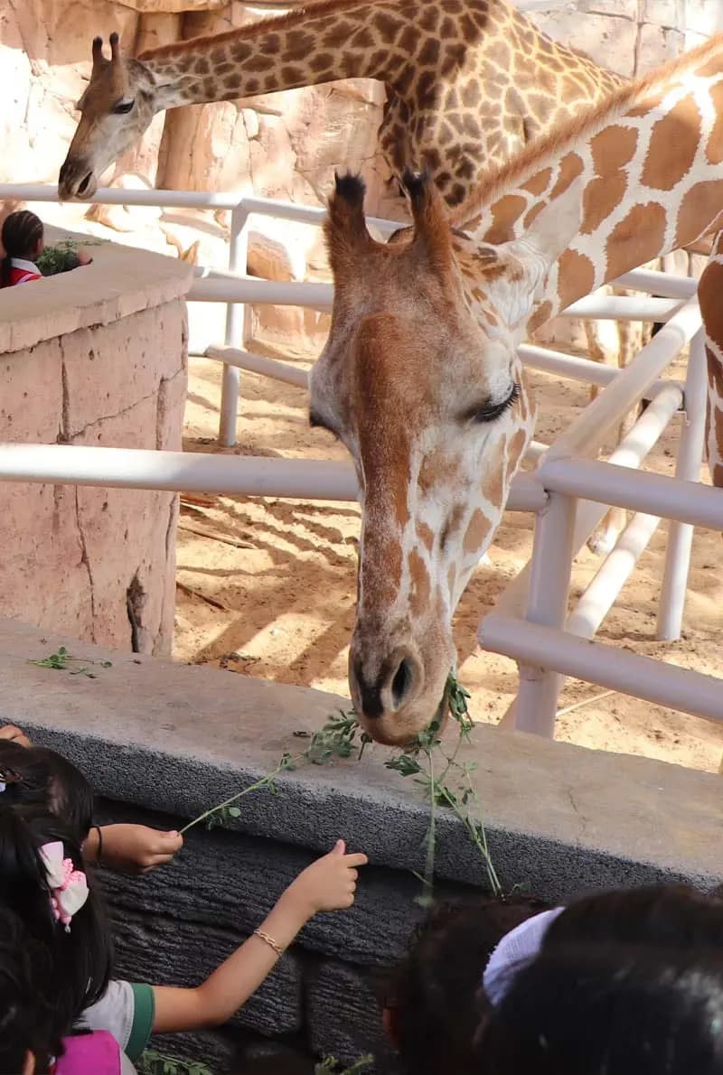 Emirates Park Zoo & Resort — photo 5 of 5