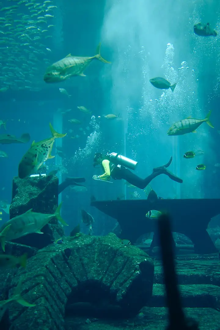 The Lost Chambers Aquarium — photo 1 of 5