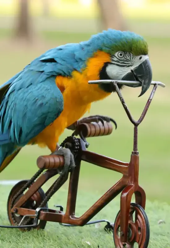 Creek Park Exotic Bird Show — photo 2 of 8