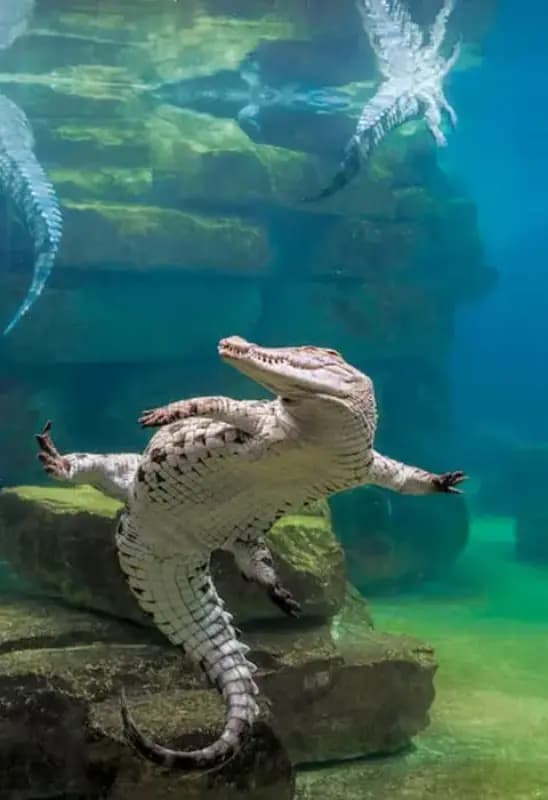 Crocodile Park Dubai — photo 3 of 5
