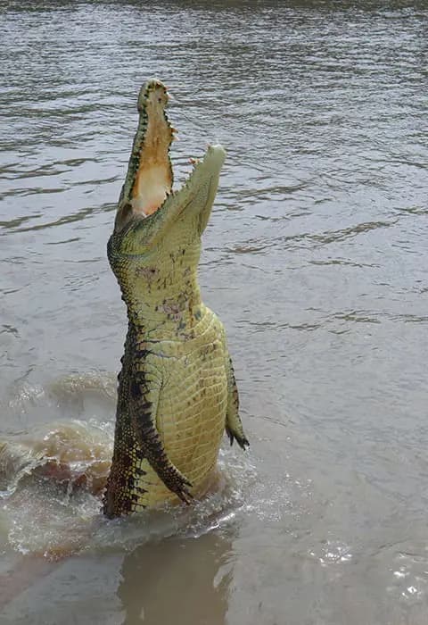 Crocodile Park Dubai — Dubai tour experience with Flyout Tours