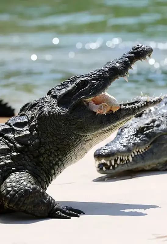 Crocodile Park Dubai — photo 5 of 5