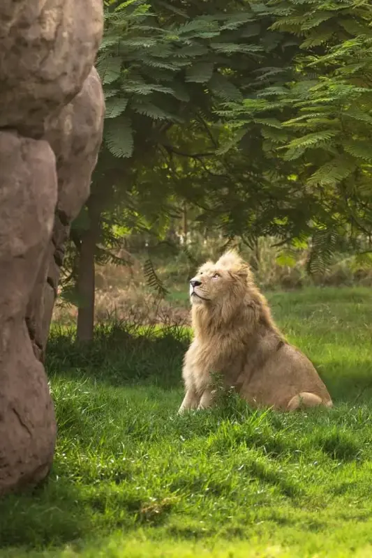 Dubai Safari Park — photo 2 of 5