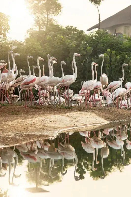 Dubai Safari Park — photo 1 of 5