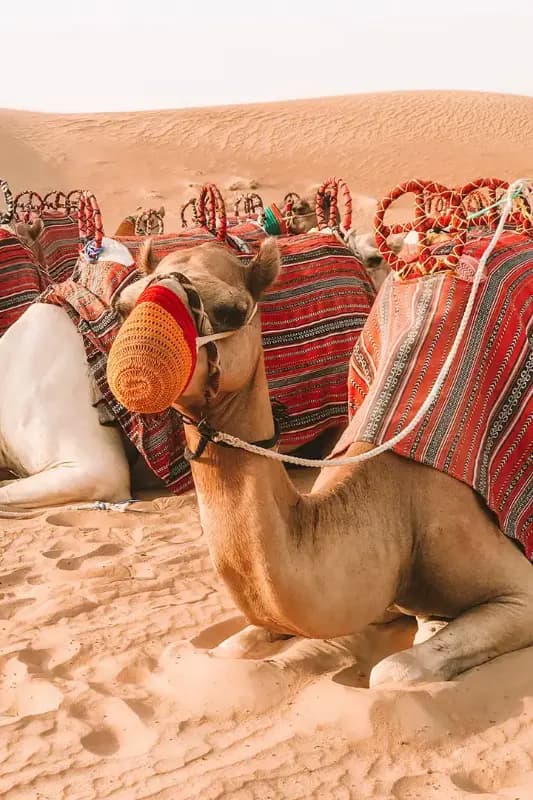 Platinum 4x4 Desert Safari — Dubai tour experience with Flyout Tours