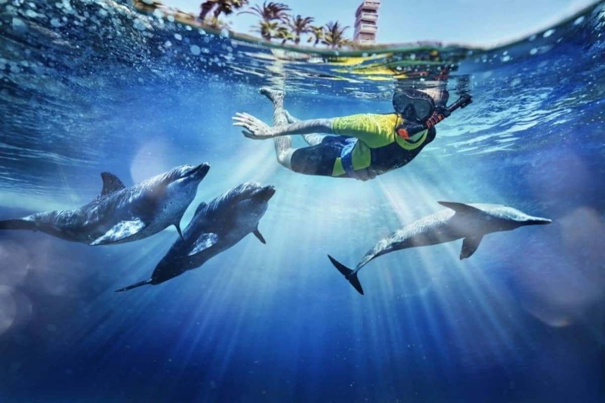 Dolphin Bay Atlantis — photo 1 of 5