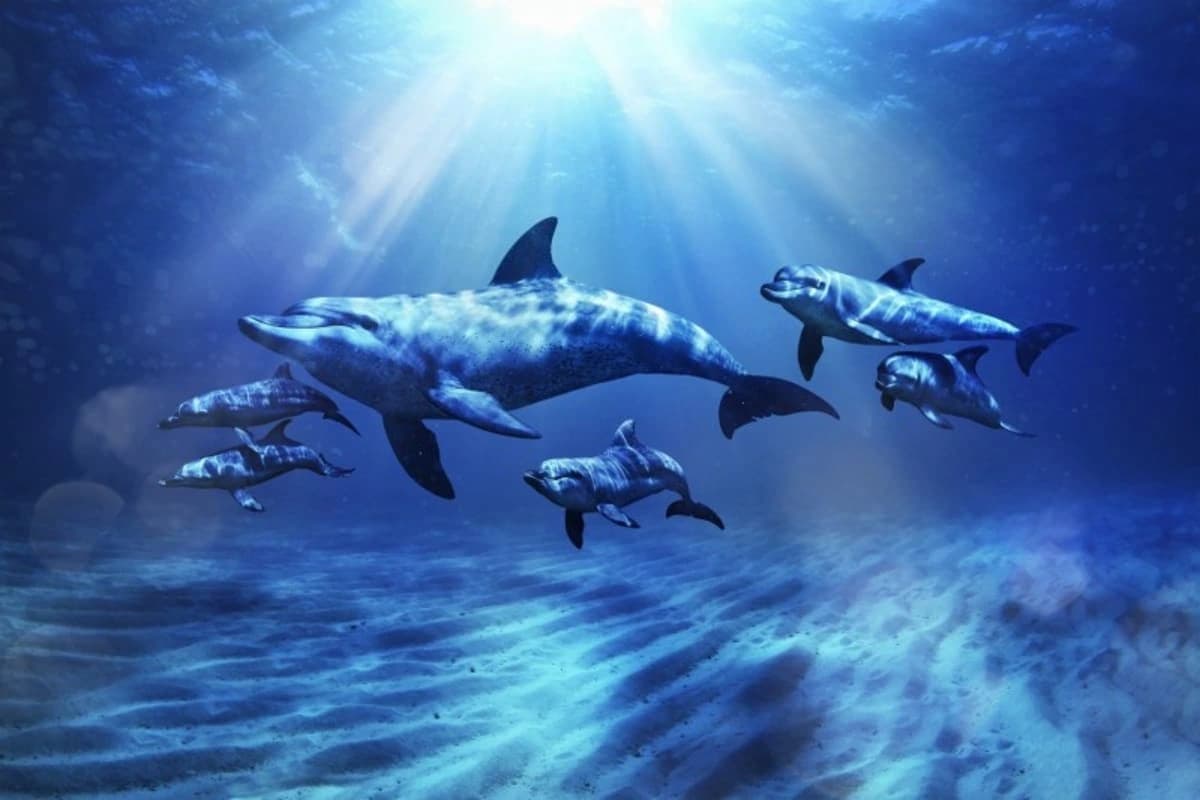Dolphin Bay Atlantis — photo 5 of 5