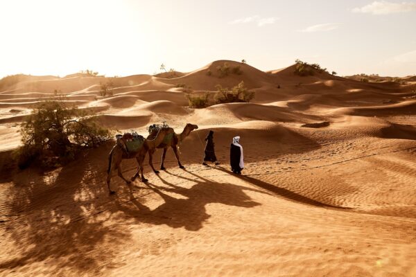 Camel Trekking in Abu Dhabi(02 Pax) - Image 4