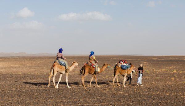 Camel Trekking in Abu Dhabi(02 Pax) - Image 5