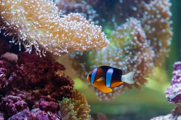 National Aquarium Abu Dhabi - Image 5