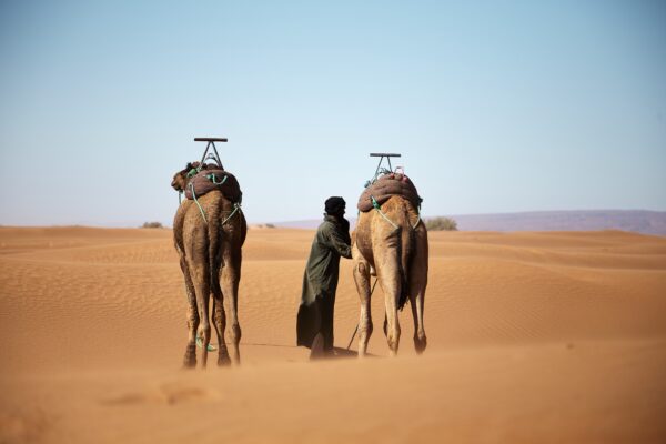 Camel Trekking in Abu Dhabi(02 Pax) - Image 3