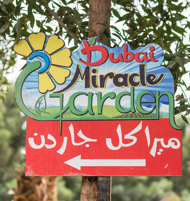 Explore Dubai Miracle Garden: A Breathtaking Floral Wonderland